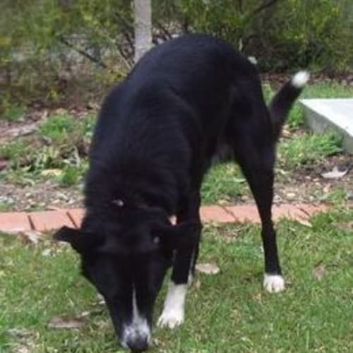No photo for Darcy