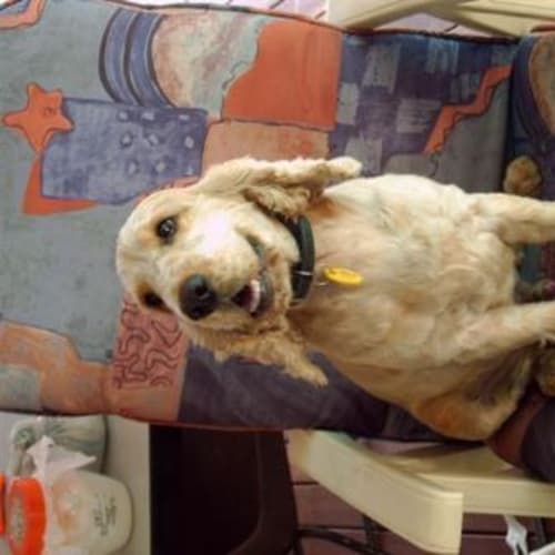 No photo for Benji