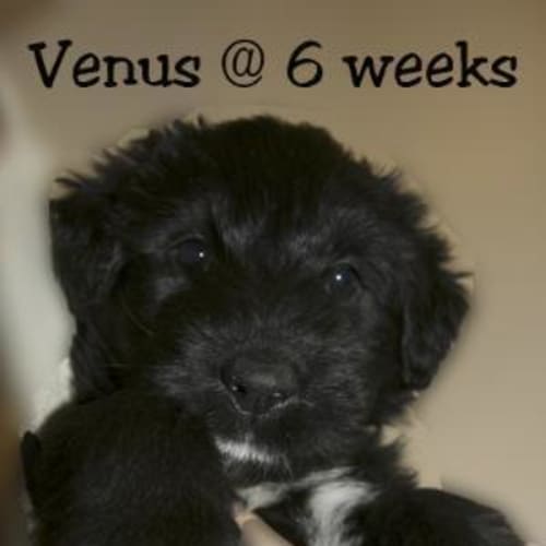Venus