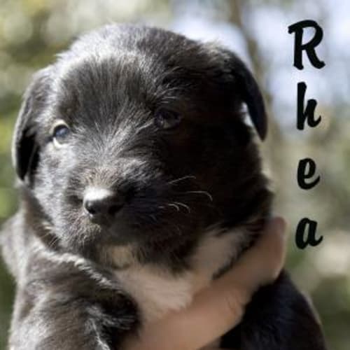 No photo for Rhea