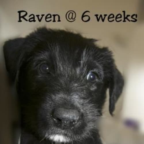 Raven