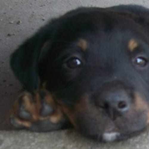 No photo for Rocky   On Trial