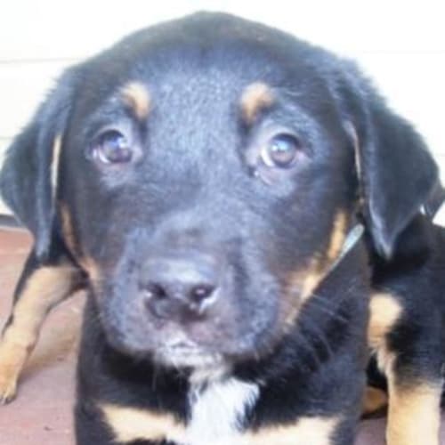 No photo for Barney   On Hold