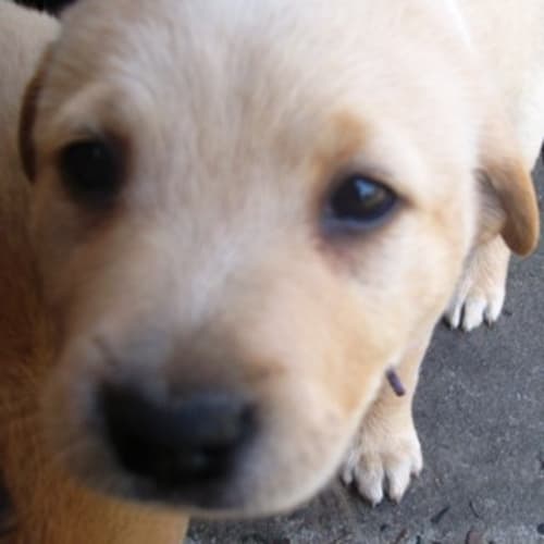 No photo for Kodi   On Trial