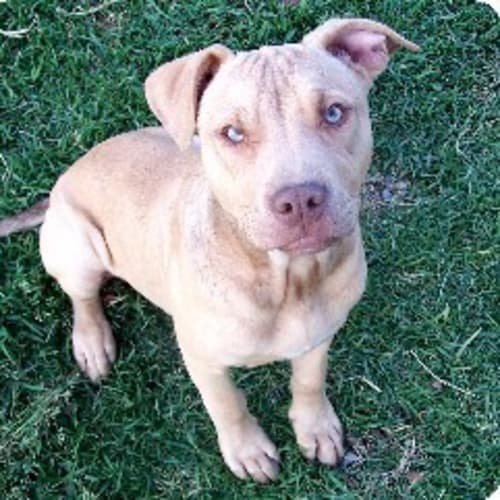 No photo for Tyson   On Trial