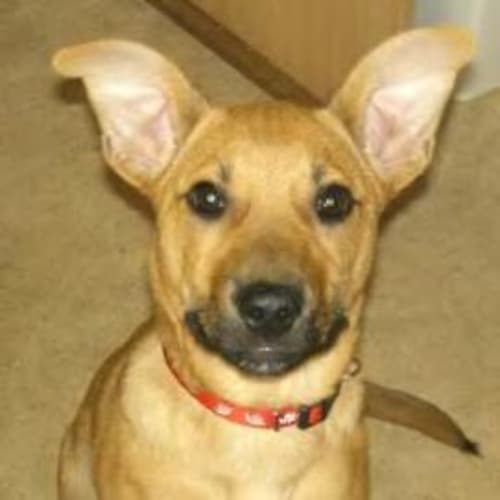 No photo for *Adoption Pending* Ella