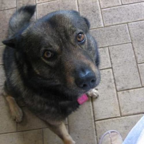 No photo for *Adoption Pending* Jax