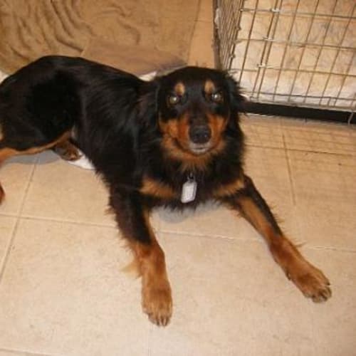 No photo for *Adoption Pending* Dillon