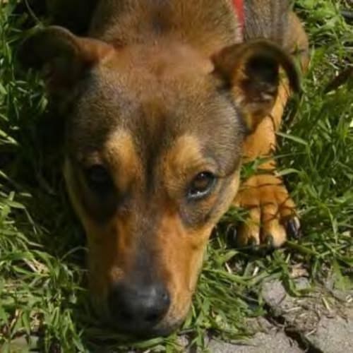No photo for Jj*Adoption Pending*