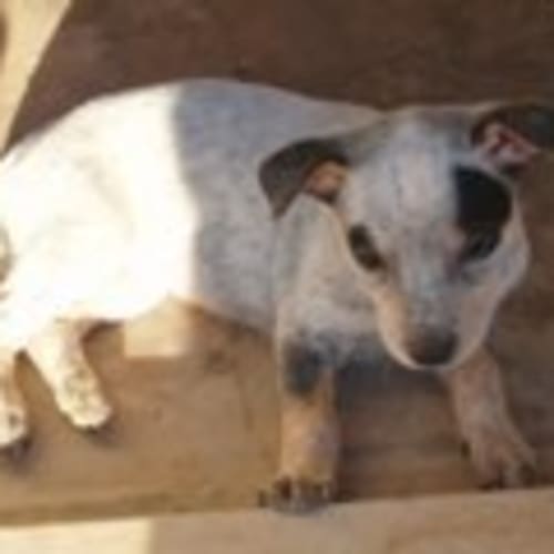 No photo for Puppies