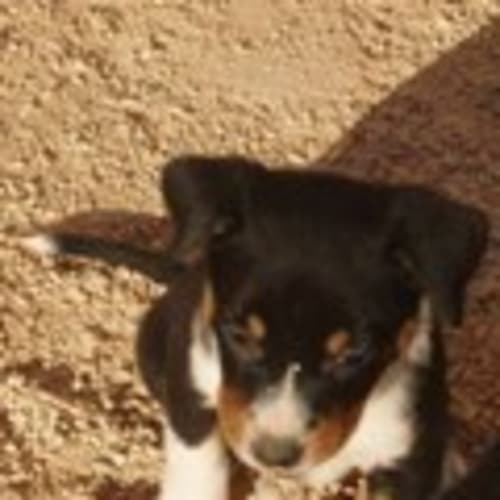 No photo for Puppies