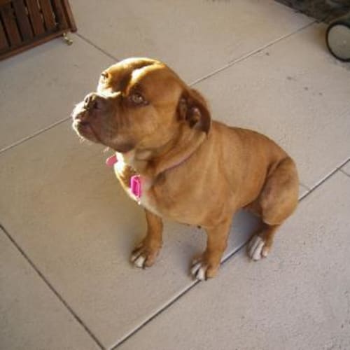 No photo for *Adoption Pending* Sally