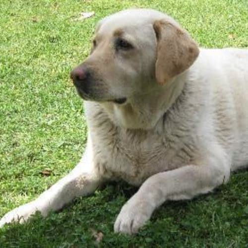 No photo for Blaze (Purebred Lab!)