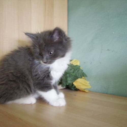 No photo for Little Ginger Kitten