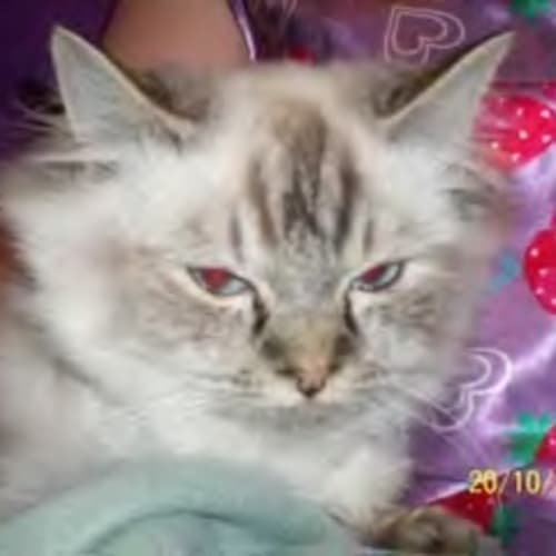 No photo for *Adoption Pending* Mctavish