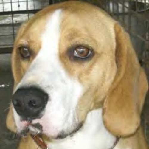 No photo for *Adoption Pending* Jake