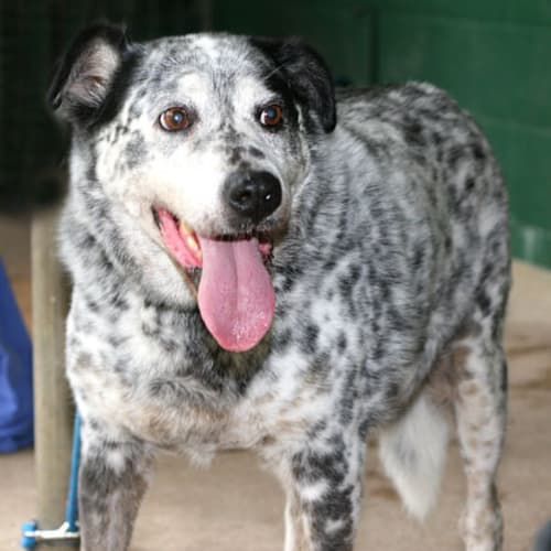 No photo for Delilah