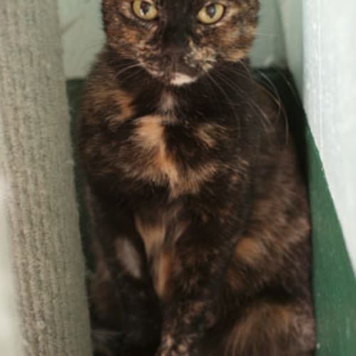 No photo for Anastasia