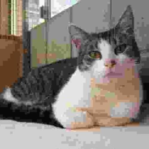 No photo for Pushkin