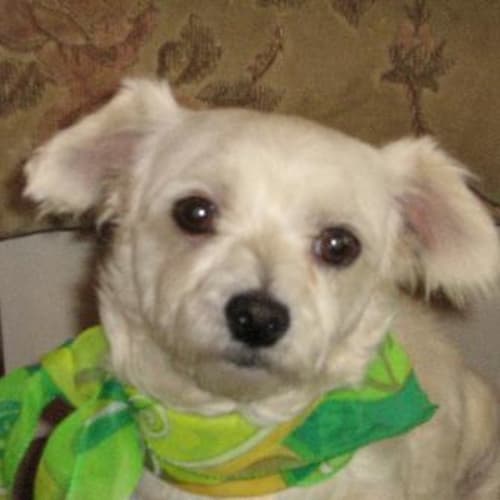 No photo for Lacey **Now Adopted**