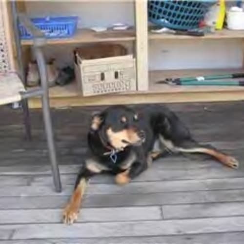 No photo for **Adoption Pending**Gabby