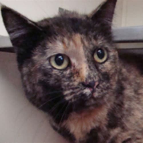 No photo for Brittany Spears