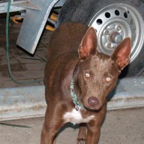 No photo for Copper