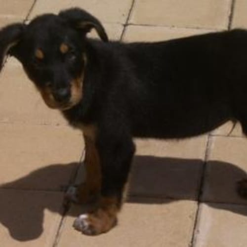 No photo for **Adoption Pending**Wallace