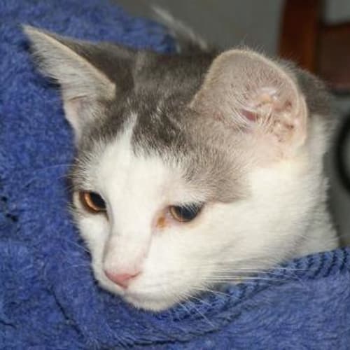 No photo for Chiffon