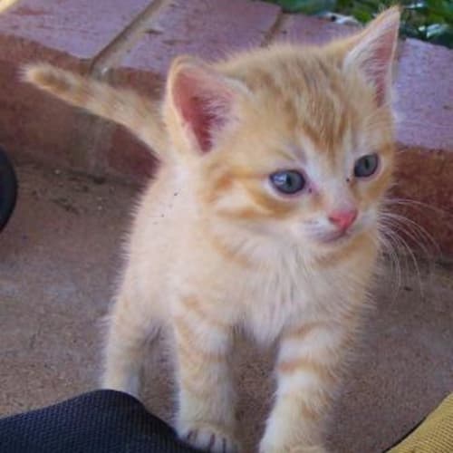 No photo for Bling Bling