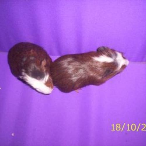 No photo for 2 Baby Crested Boys