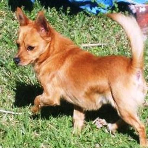 No photo for Rusty   On Trial