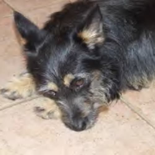 No photo for *Adoption Pending* Rosie