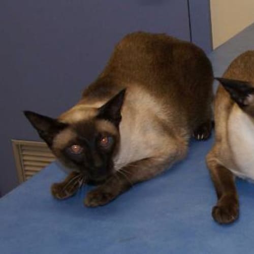 Stumpy and Sonic