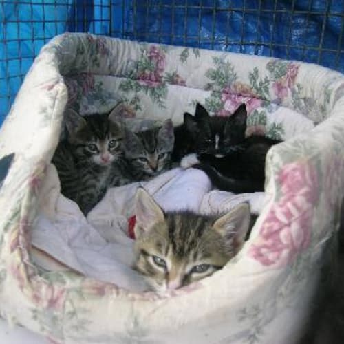 No photo for Lots Of Gorgeous Kittens