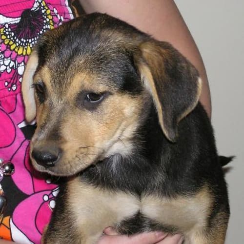 No photo for Waratah