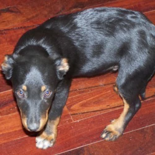 No photo for **Adoption Pending**Slick