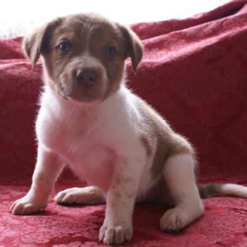 No photo for #242 Puppy