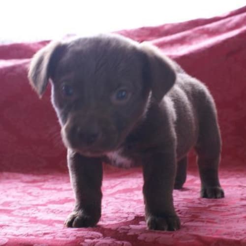 No photo for #237 Puppy