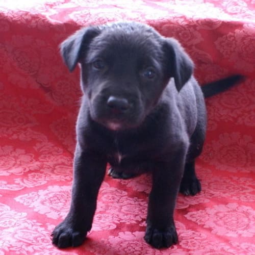 No photo for #238 Puppy