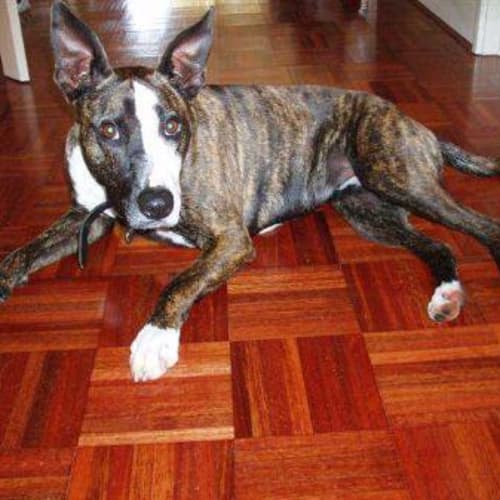 No photo for **Adoption Pending** Suki