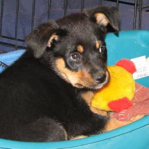 No photo for Bubbles