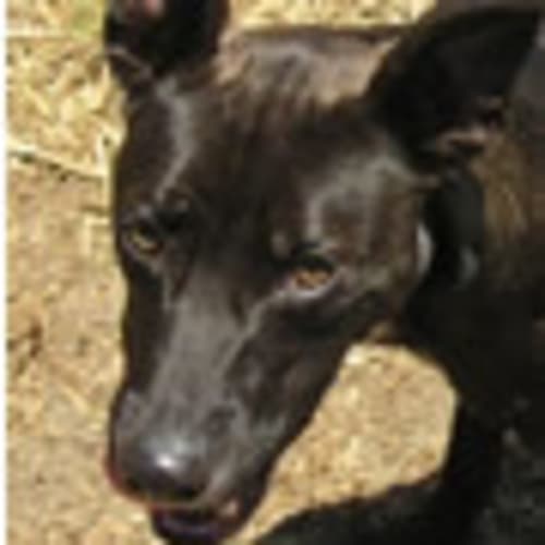 No photo for Scooter