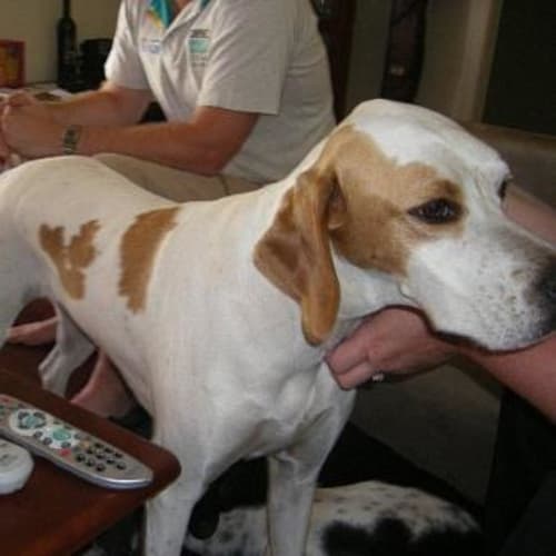 No photo for *Adoption Pending* Carmen