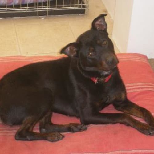 No photo for *Adoption Pending* Darla