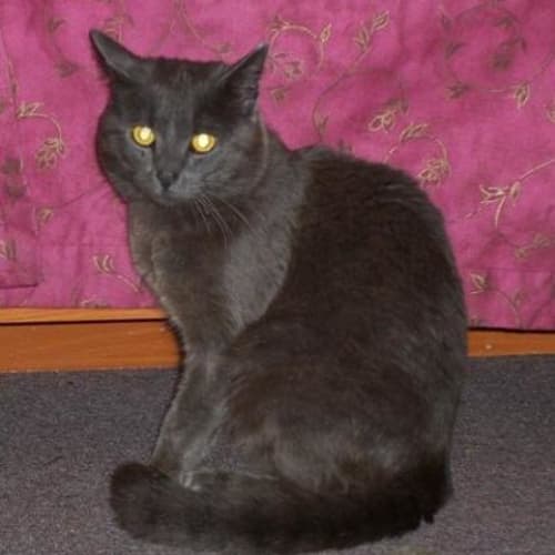 No photo for Charlie