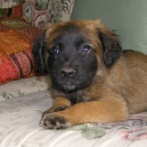 No photo for Warrior