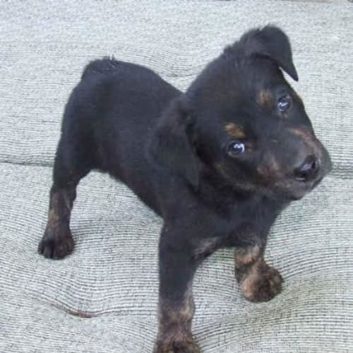 No photo for ** Adoption Pending **  Patton