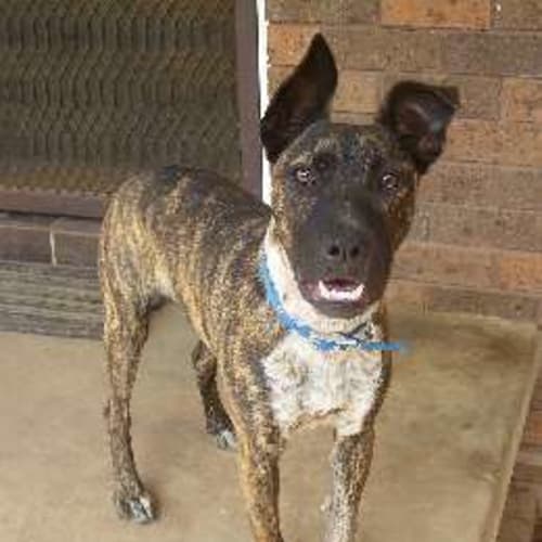 No photo for Ringo   On Hold