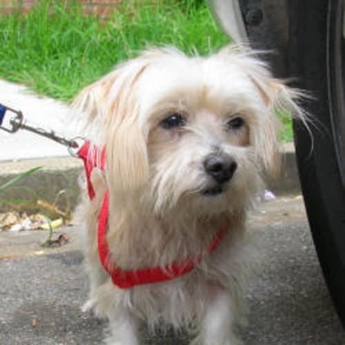 No photo for Tom Thumb